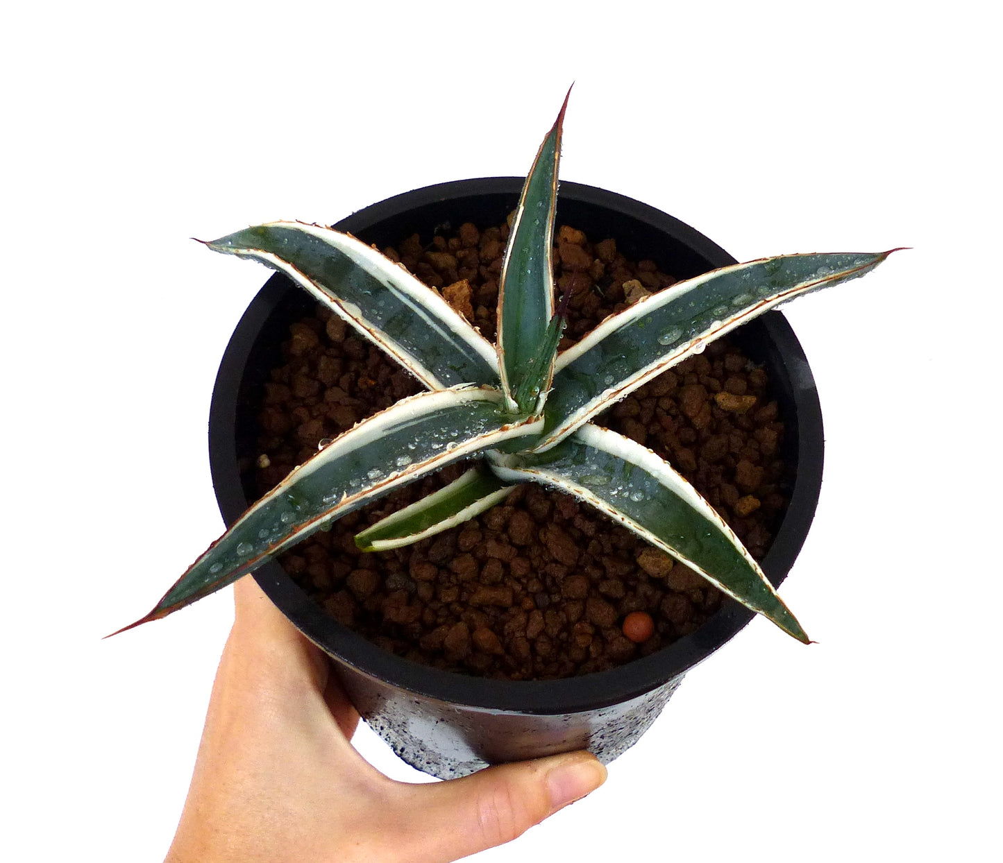 Agave funkiana cv HAKURO SHIRO FUKURIN succulent with white-edged leaves and sharp spines in pot