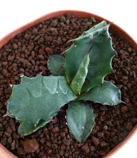 Suculenta Agave gentryi x ferox com folhas grossas azul-esverdeadas e espinhos vermelhos afiados em vaso
