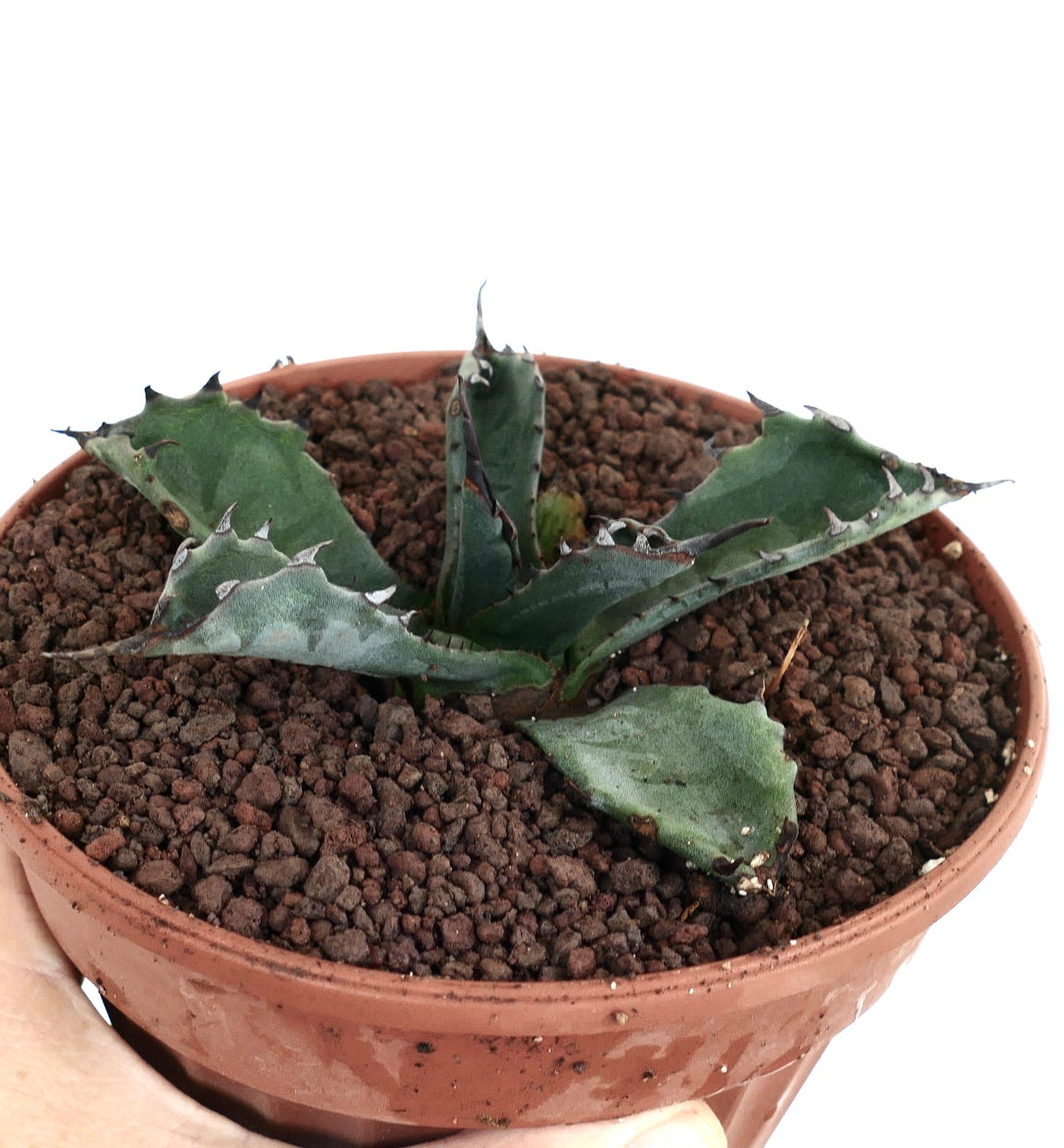 Agave gentryi x ferox succulent with thick blue-green leaves and sharp spines in pot