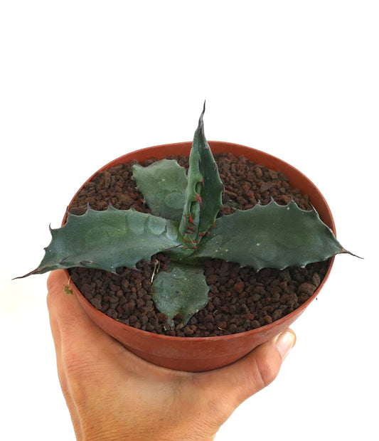 Agave gentryi x ferox succulent with thick blue-green leaves and sharp spines in pot