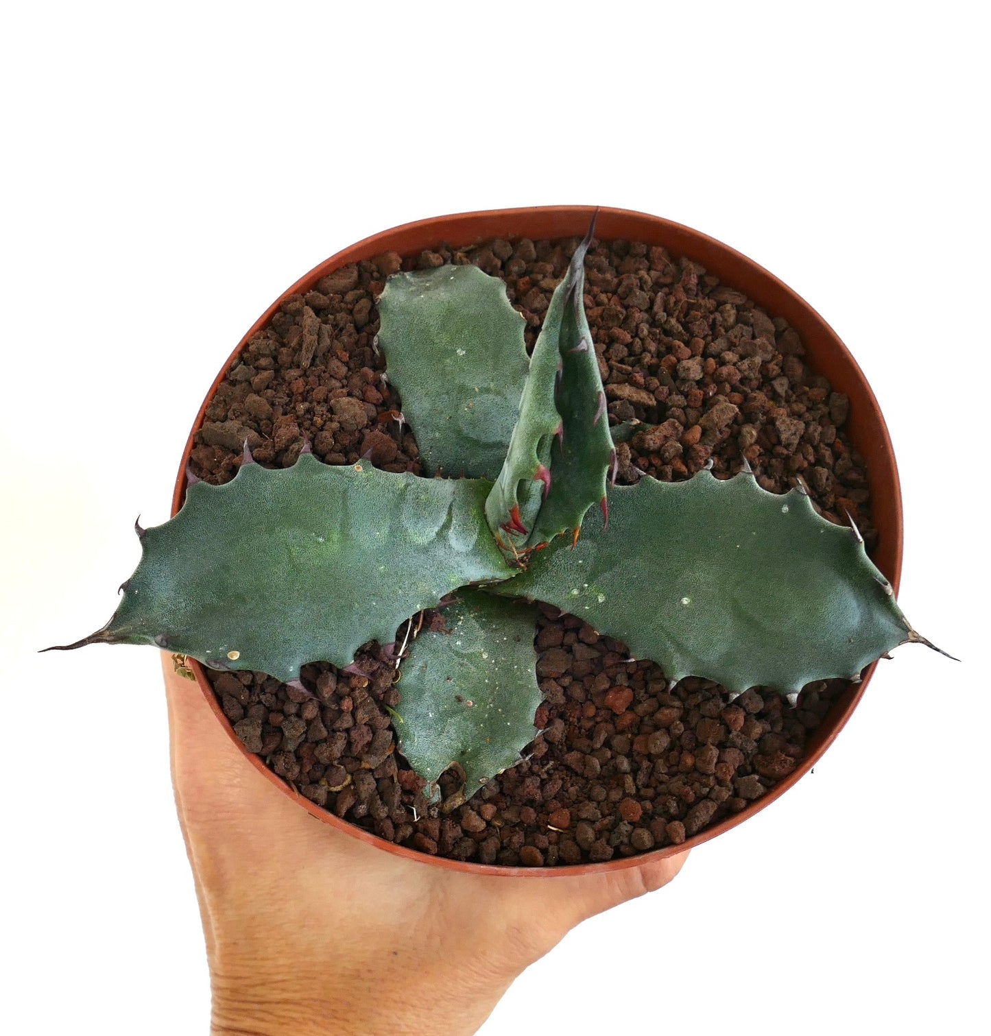 Agave gentryi x ferox succulent avec de larges feuilles bleu-vert et des épines rouges acérées en pot