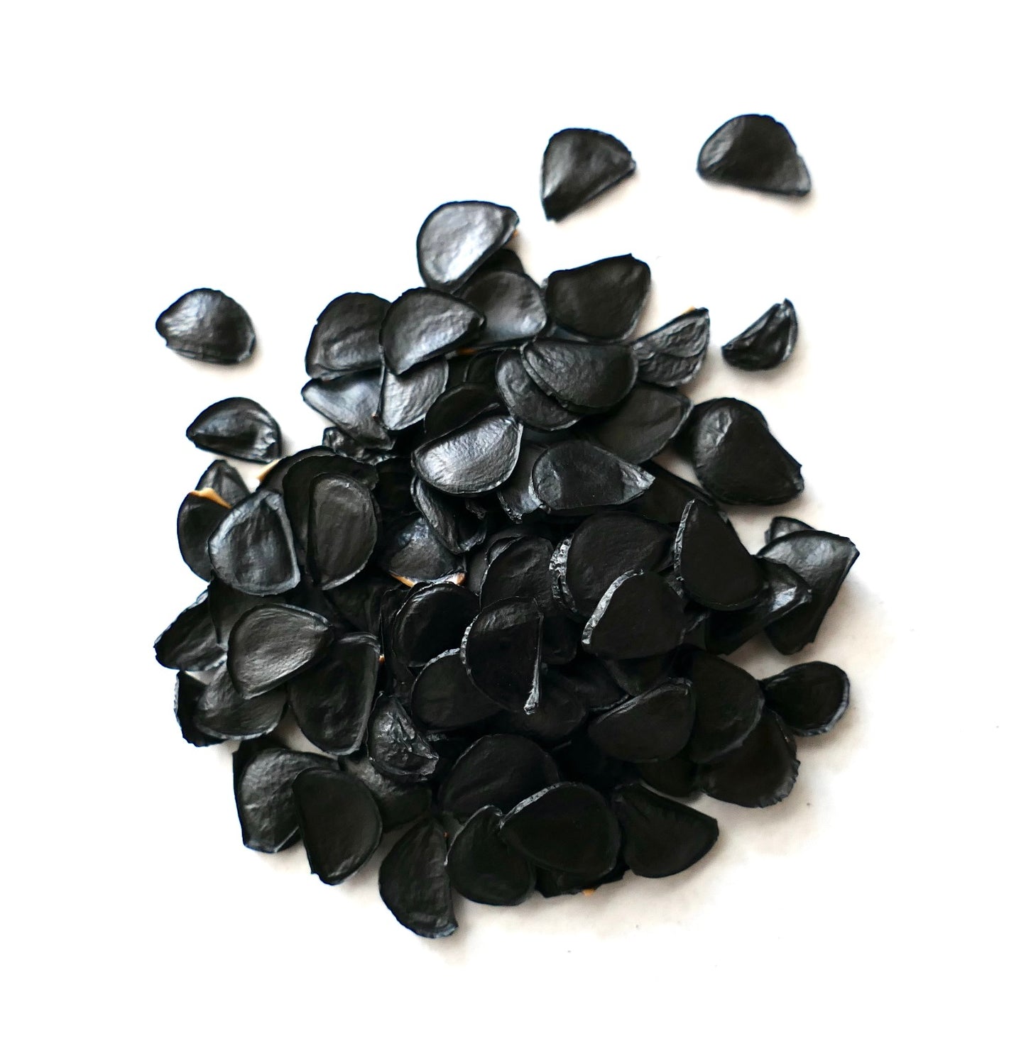 Agave gigantensis glossy black seeds close-up on white background