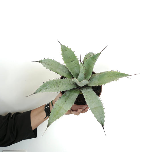 Agave havardiana X Agave eborispina Sukkulente mit dicken, stacheligen Blättern und spitzen Enden im Topf