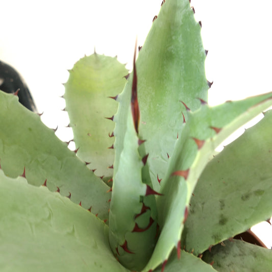 Agave havardiana X Agave eborispina succulent with thick green leaves and reddish spines along edges