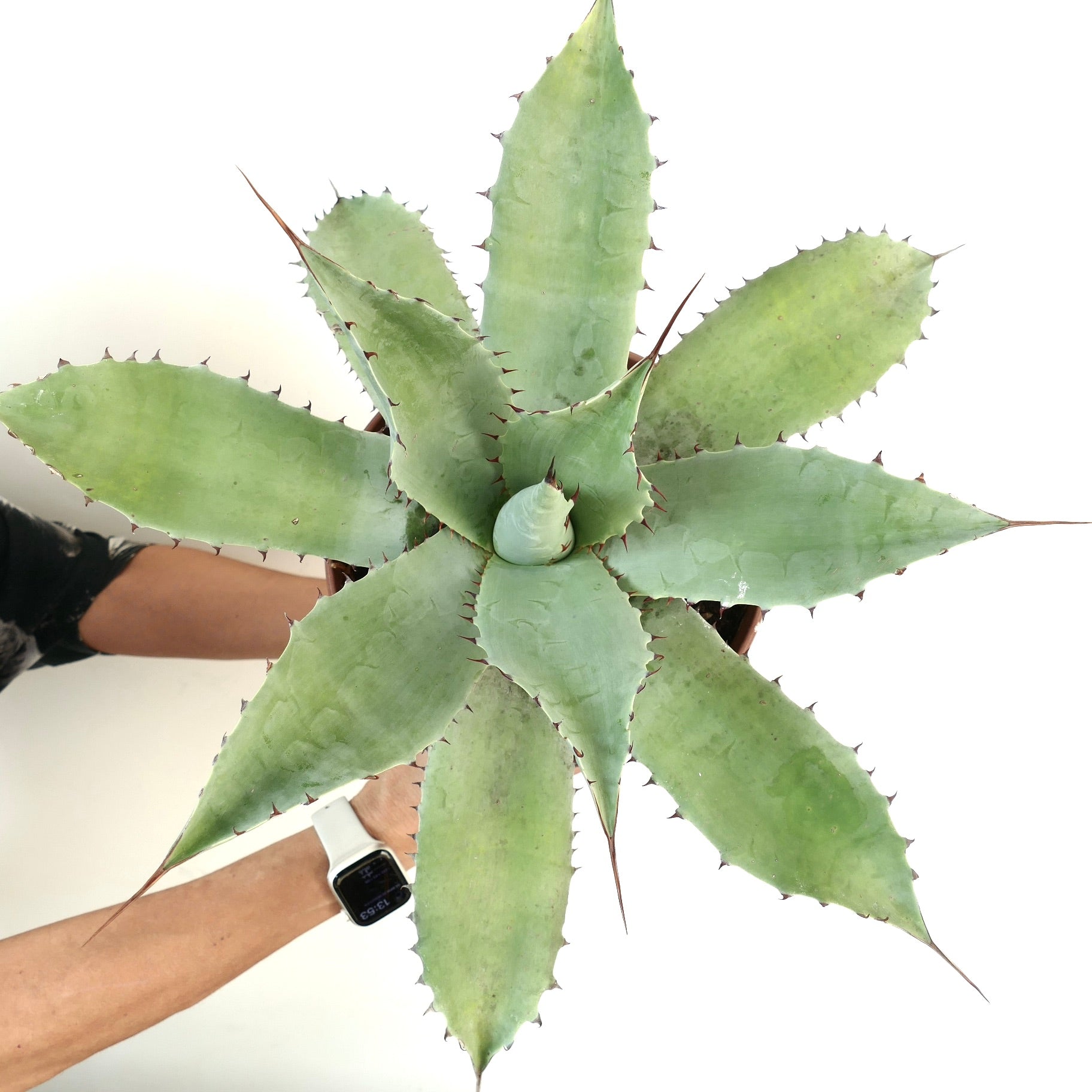 アガベ　エボリスピナ アガベ・ユタエンシス・エボリスピナの基本情報・育て方｜多肉植物