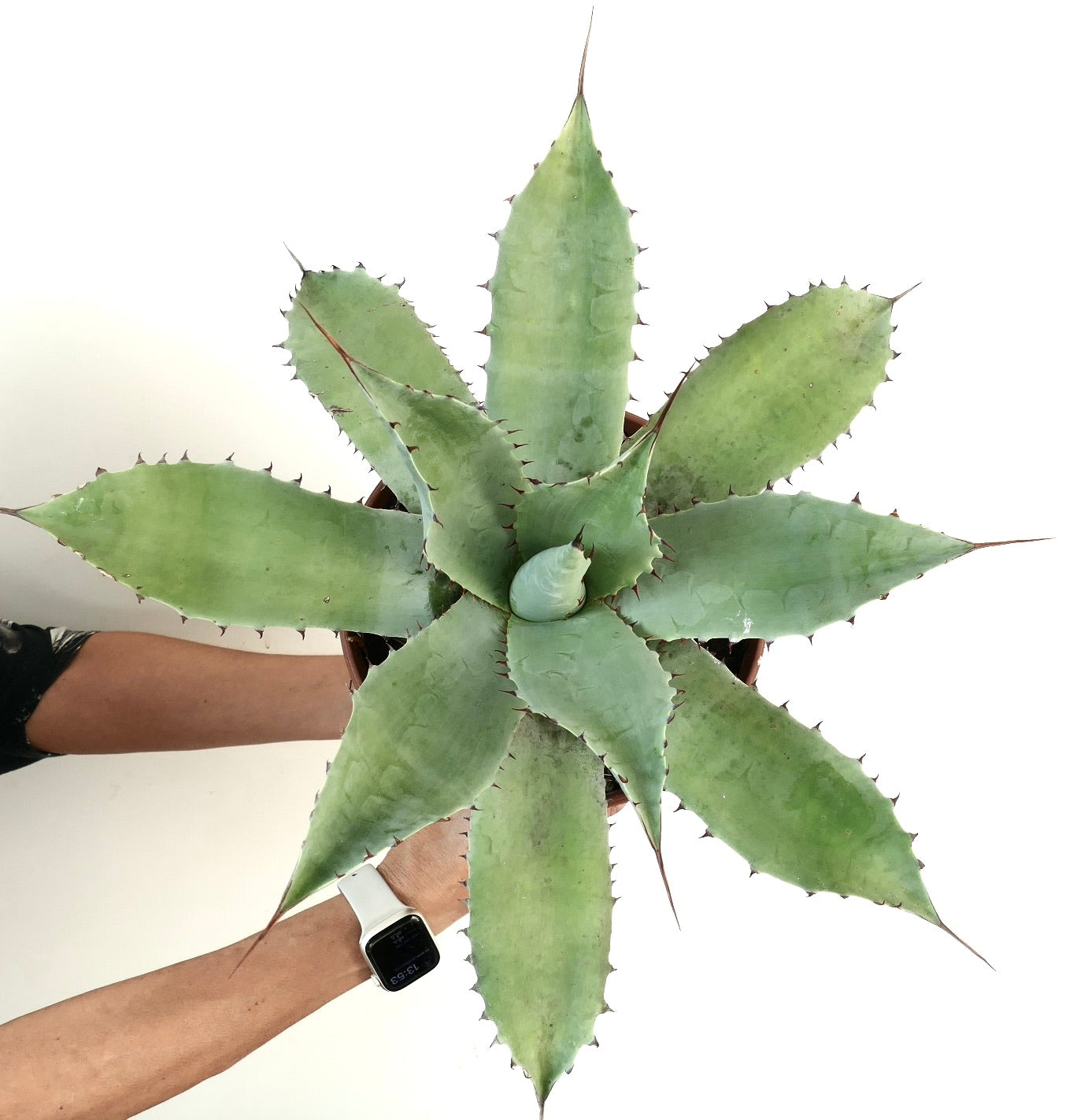 Agave havardiana X Agave eborispina large succulent with thick blue-green spiny leaves