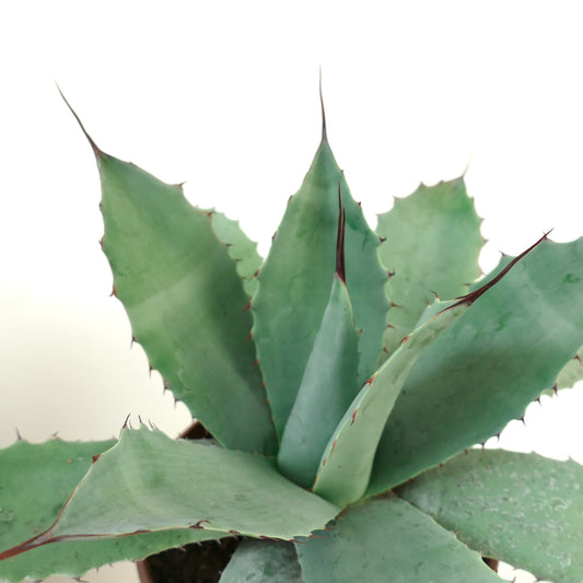 Agave havardiana X Agave eborispina X Agave ovatifolia succulenta con foglie spesse verde-blu e spine affilate