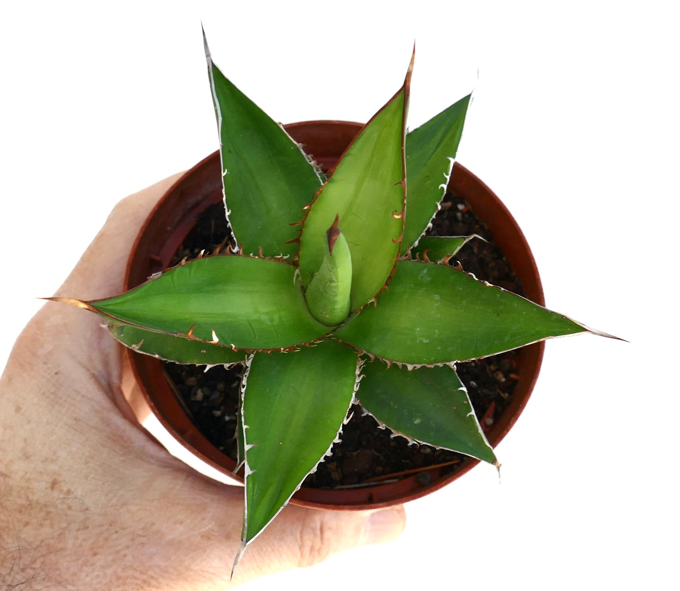 Agave horrida compact succulent with thick green leaves and sharp reddish spines in pot