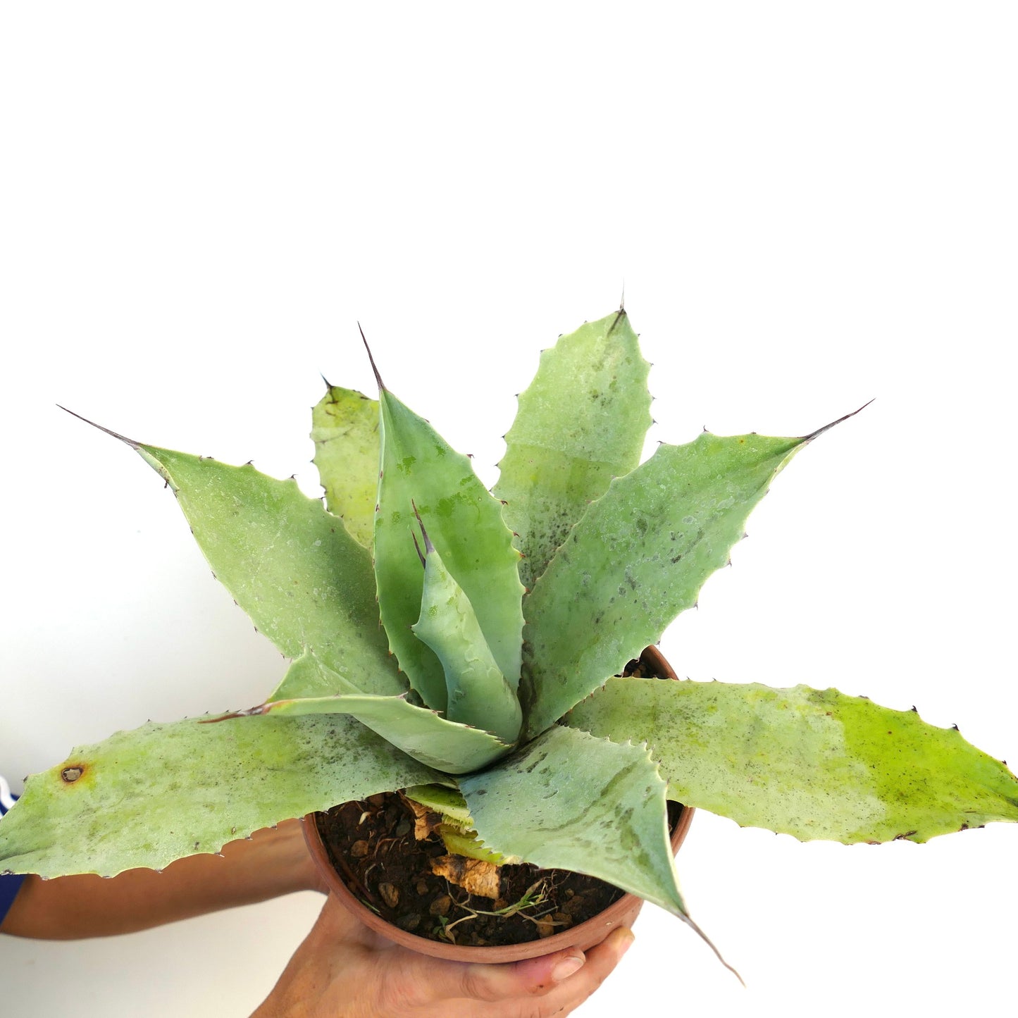 Agave hurteri X Agave ovatifolia X Agave eborispina F3 succulent with broad spiny leaves and pale green color