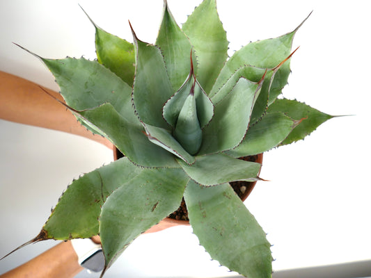 Agave albescens succulent with broad green leaves and sharp brown spines