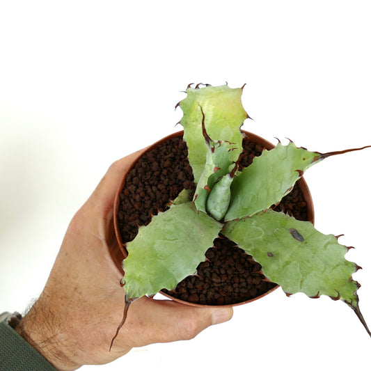 Agave ferox var. ferox X Agave eborispina MP61 succulent with broad spiny leaves and thick texture