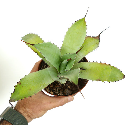 Agave ovatifolia x Agave celsii succulent with broad spiny leaves and pointed tips