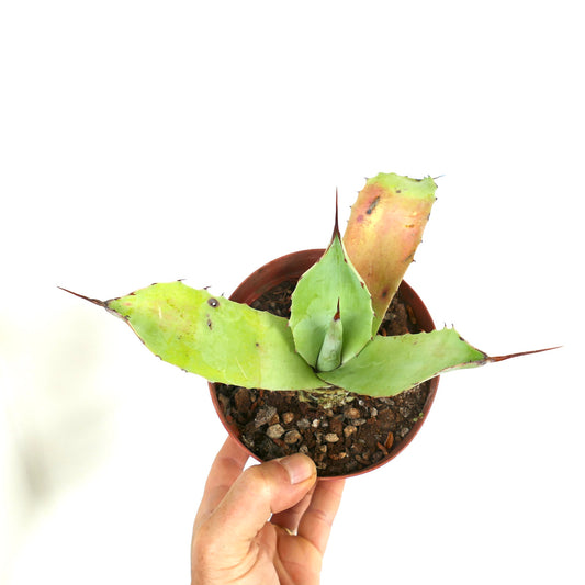 Agave americana X Agave eborispina succulent with broad green leaves and sharp brown spines