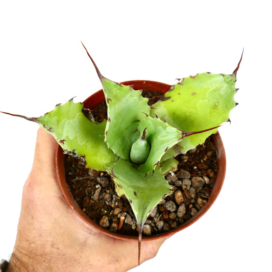 Agave ferox X eborispina succulent with thick green leaves and long sharp brown spines in pot