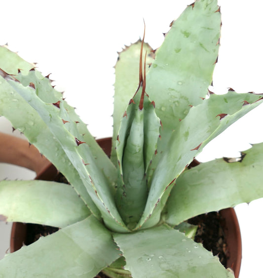 Agave cerulata var. cerulata X eborispina succulent with thick blue-green leaves and sharp brown spines