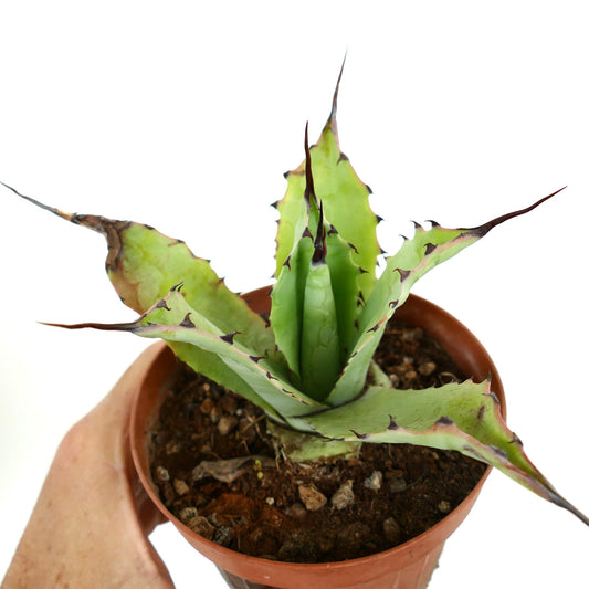 Agave bovicornuta X Agave parryi succulent with thick green leaves and prominent brown spines