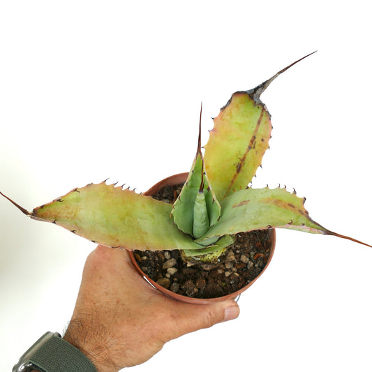 Agave bovicornuta X Agave parryi succulent with broad spiny leaves and reddish tips in pot