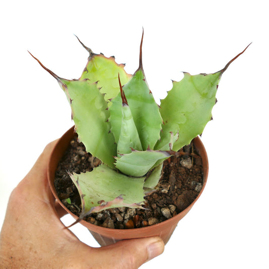 厚みのある緑色の葉と鋭い茶色の棘が特徴の多肉植物、アガベ・パリー × アガベ・エボリスピナ、鉢植え