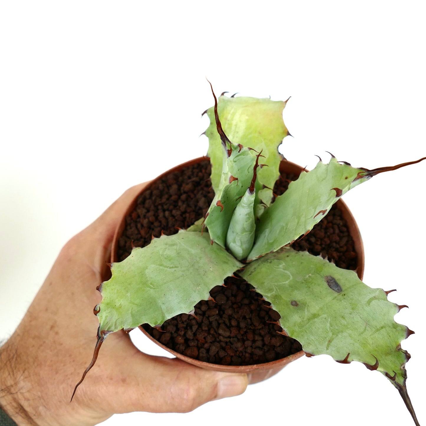 Agave ferox var. ferox X Agave eborispina sukulent med brede tornete blader og lange mørke spisser i potte