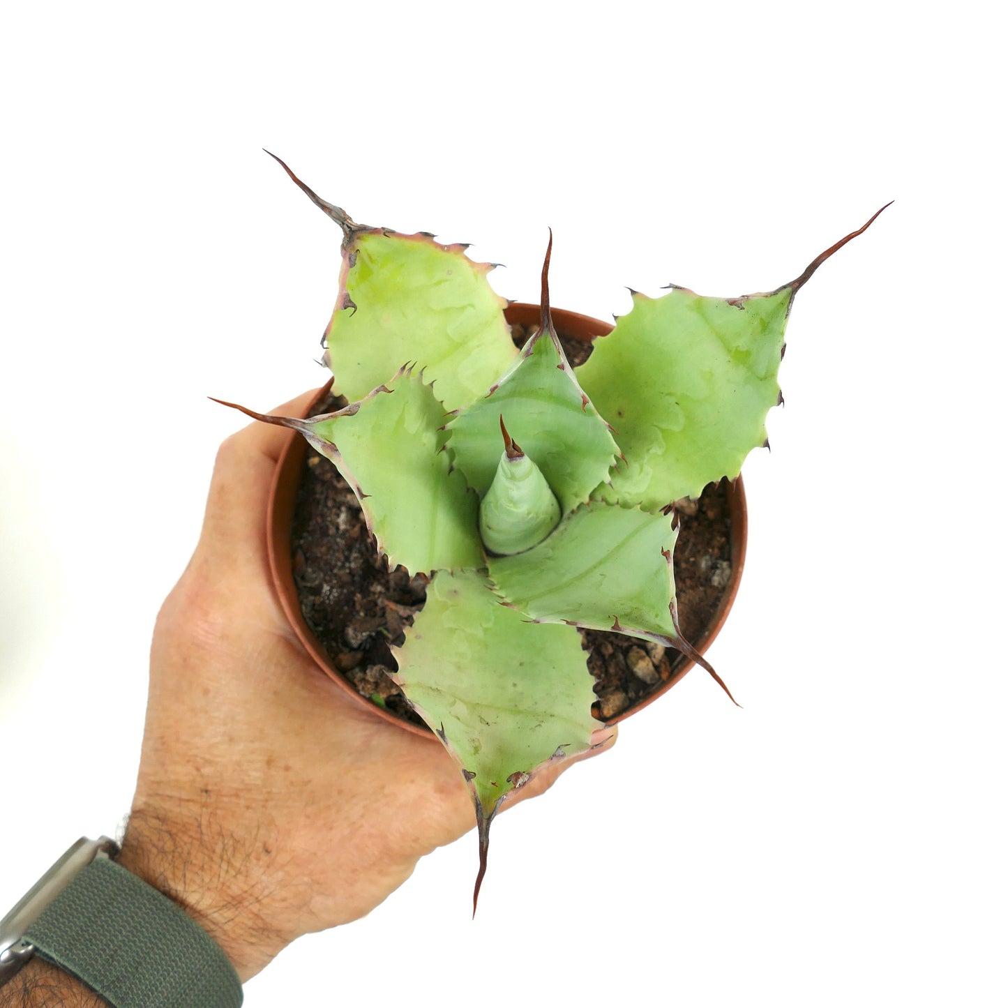 鉢植えの幅広い緑葉と鋭い茶色の棘を持つアガベ・パリー × アガベ・エボリスピナ 多肉植物