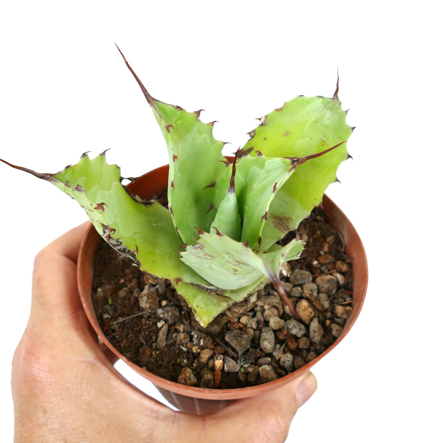 Agave ferox X eborispina Sukkulent mit dicken grünen Blättern und langen braunen Stacheln im Topf