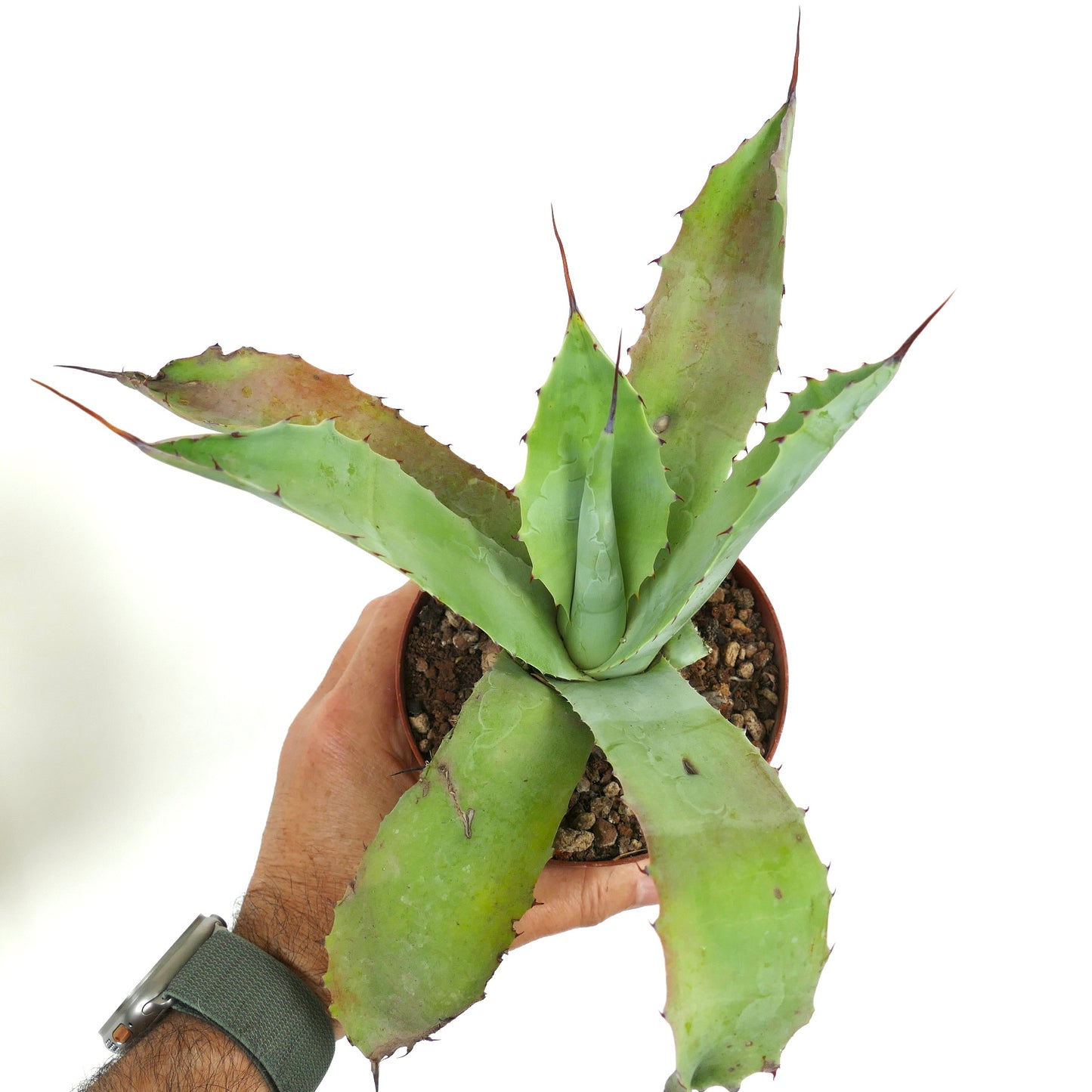 Agave americana X Agave eborispina Sukkulente mit breiten grünen Blättern und scharfen braunen Stacheln