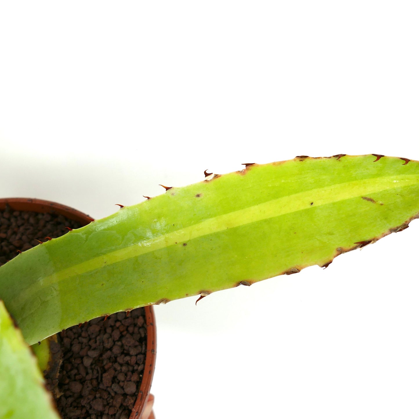 Agave eborispina X cerluata succulent with long variegated green leaves and sharp spines