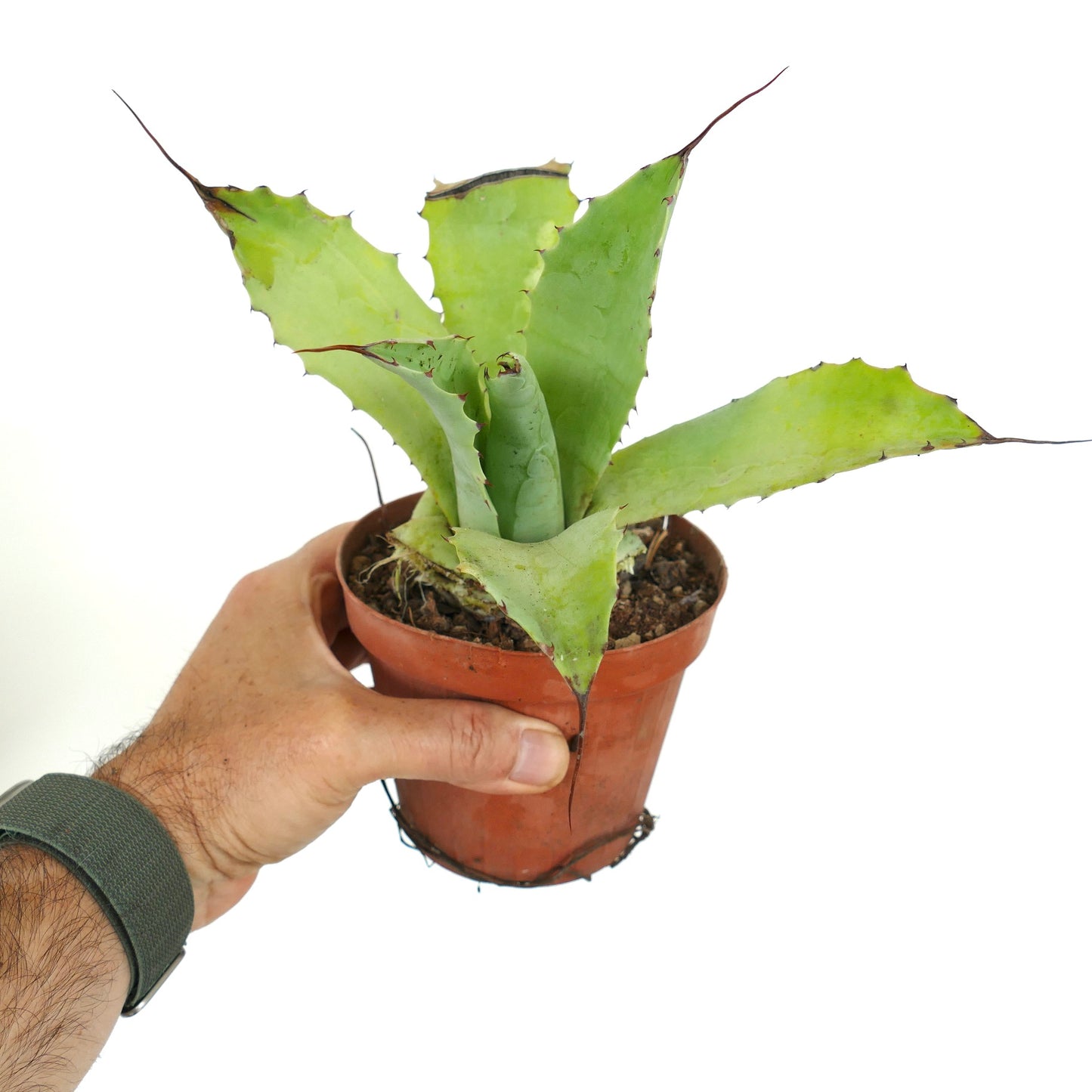 Agave eborispina X ovatifolia X parryi succulent with broad green leaves and long dark spines