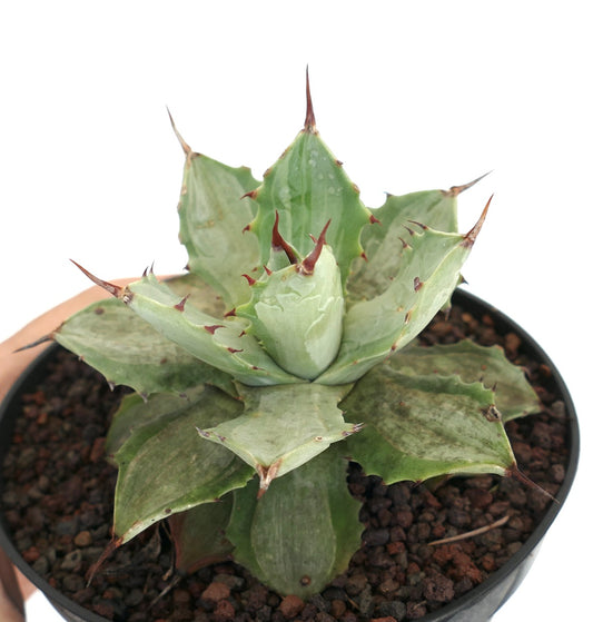 Agave isthmensis Sukkulente mit dicken, dornigen Blättern und Rosettenwuchs im Topf