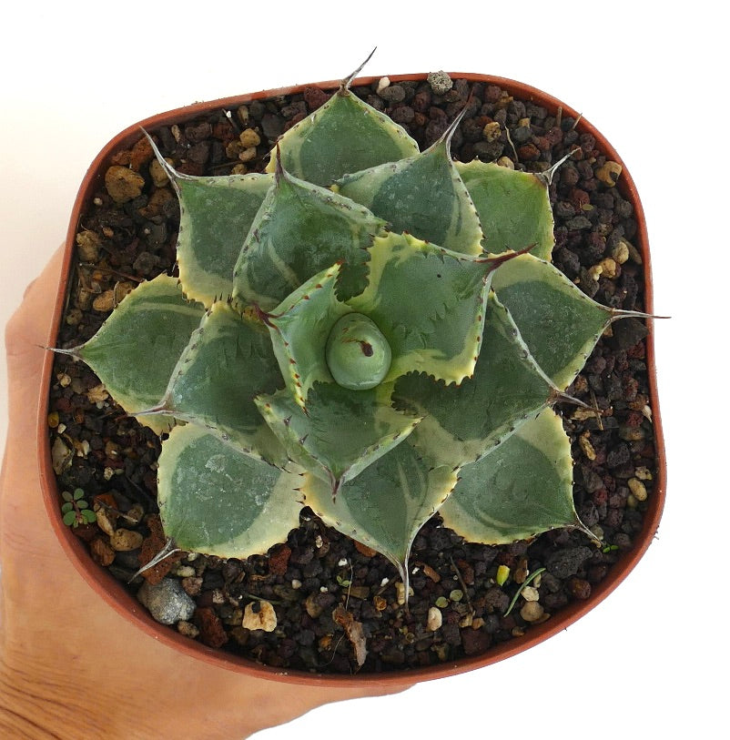 Agave isthmensis cv DELAWARE succulent with variegated green and cream leaves and sharp spines