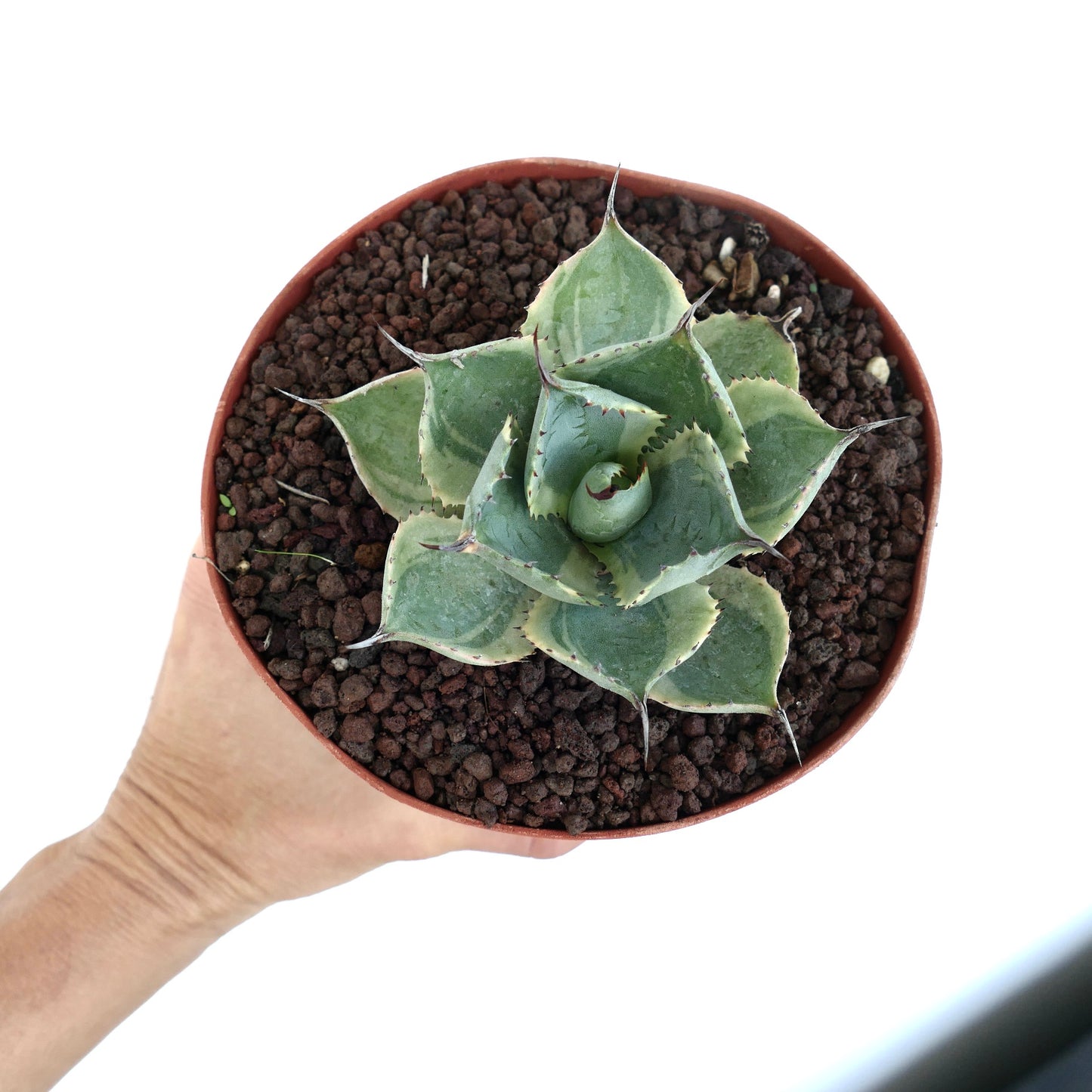 Agave isthmensis cv DELAWARE sukkulent med tykke tornete blader og kremfargede brokete kanter i potte