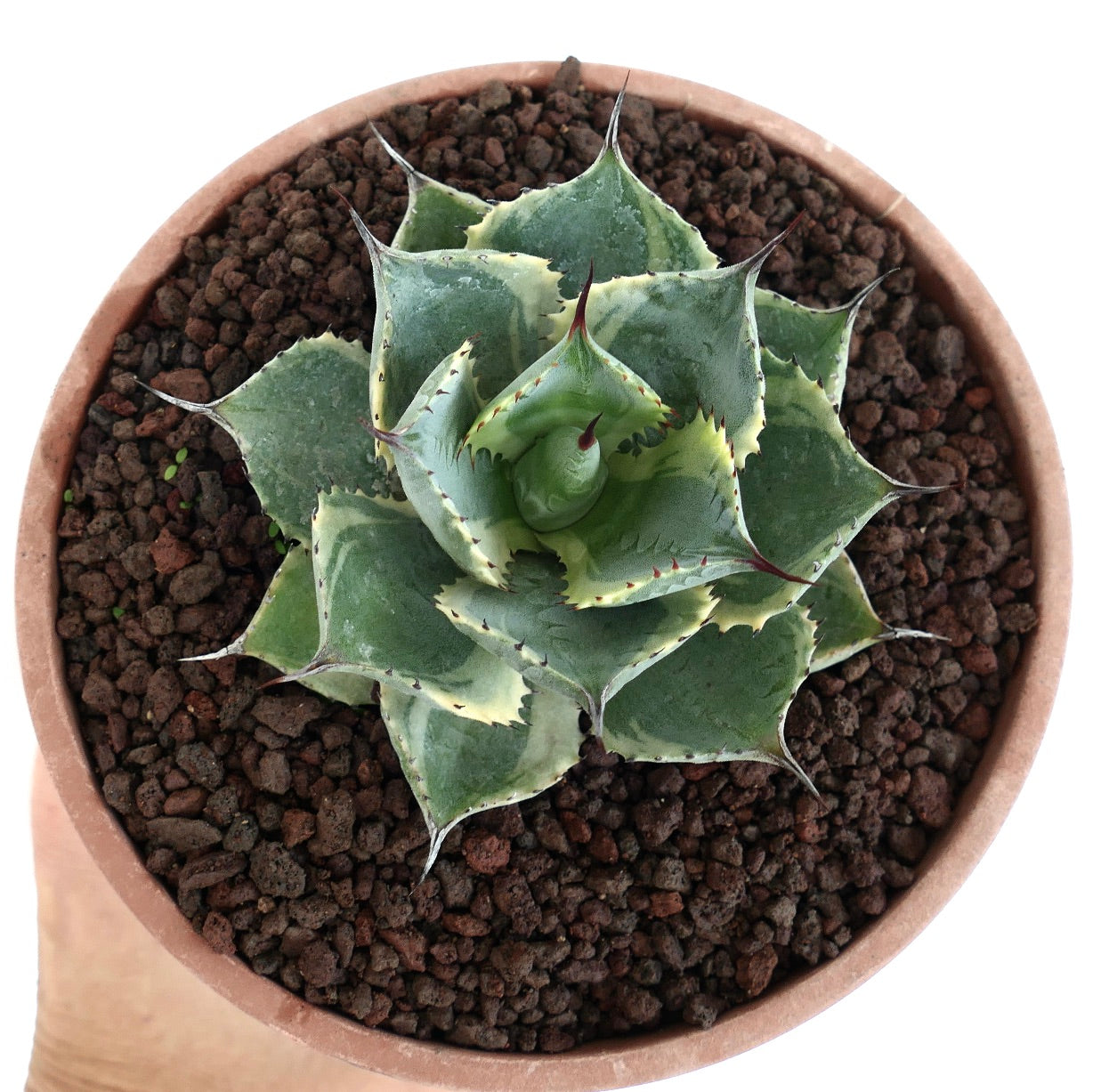 Agave isthmensis cv DELAWARE succulent with spiky variegated leaves and sharp tips in pot