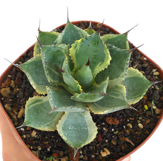 Agave isthmensis cv DELAWARE Sukkulente mit buntlaubigen Blättern und scharfen Stacheln im Topf