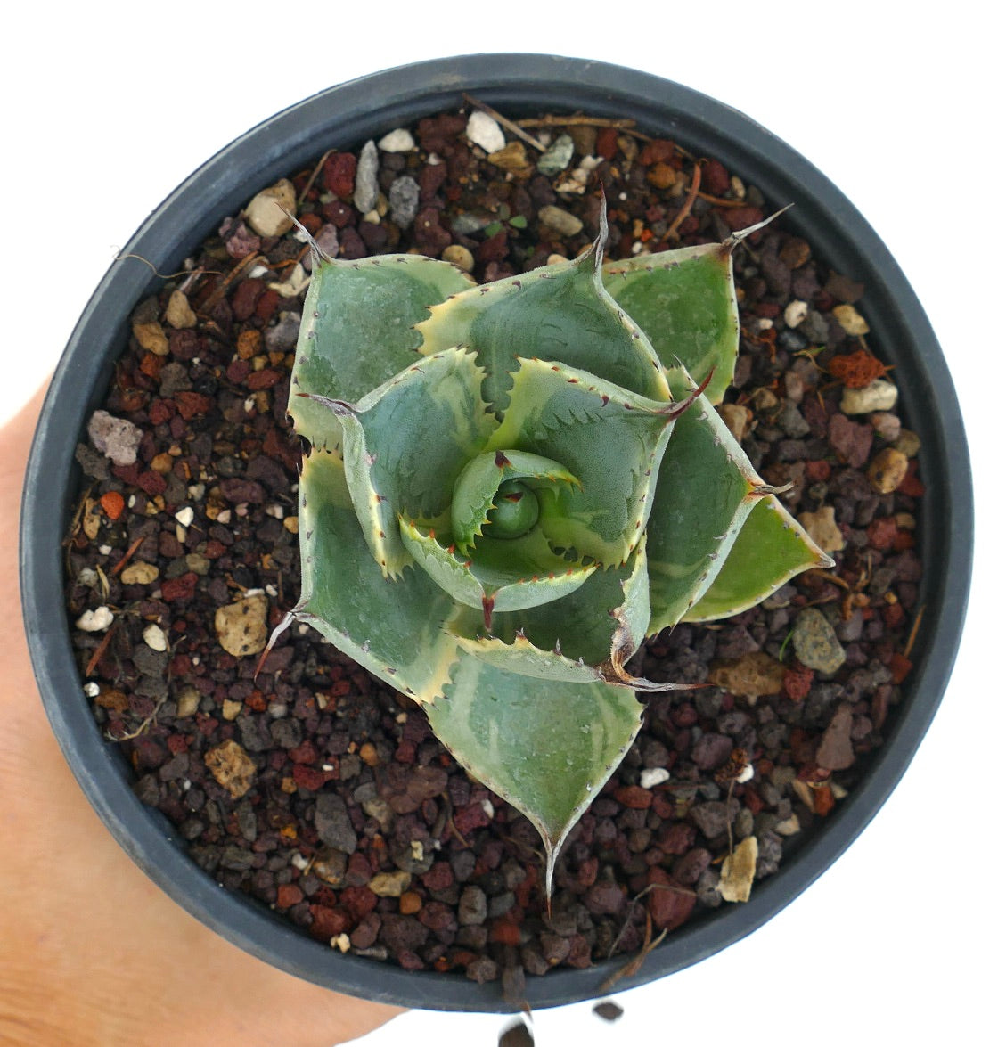 Agave isthmensis cv DELAWARE succulent with thick variegated green leaves and sharp spines in pot