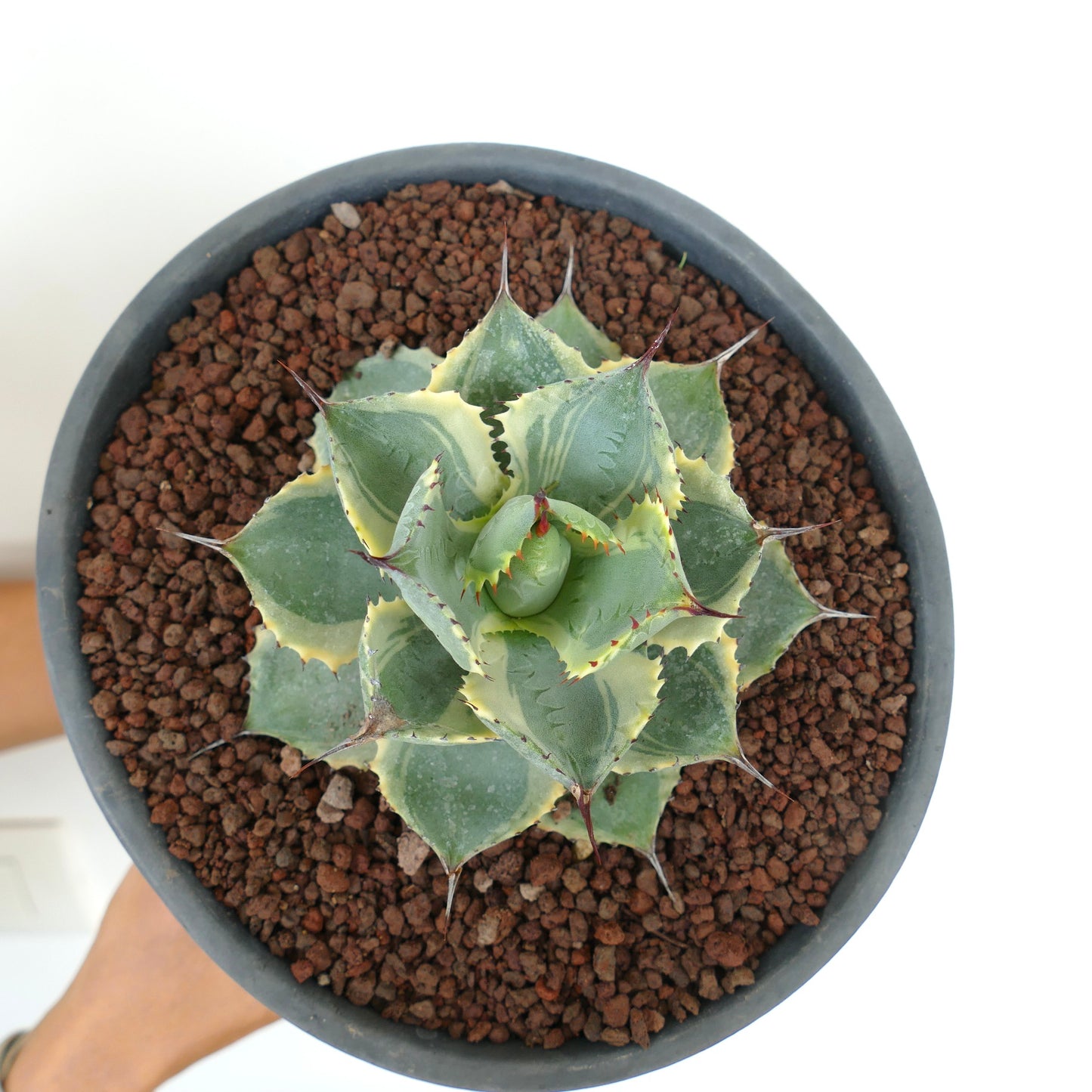 Agave isthmensis cv DELAWARE compact variegated succulent with sharp spines and creamy leaf margins in pot