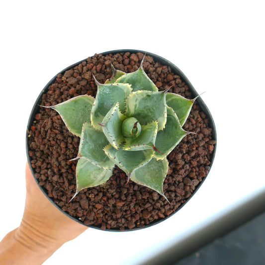 Agave isthmensis cv DELAWARE Sukkulente mit dicken, bunt gefärbten Blättern und scharfen Dornen im Topf