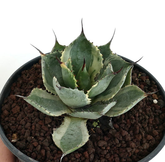 Agave isthmensis cv DELAWARE succulent with thick variegated leaves and sharp spines in pot
