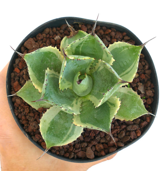 Agave isthmensis cv DELAWARE succulent with thick variegated leaves and sharp spines in pot