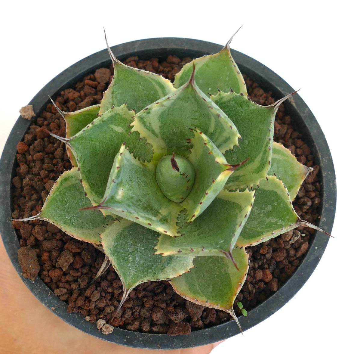 Agave isthmensis cv DELAWARE succulent with variegated green and cream leaves and sharp spines