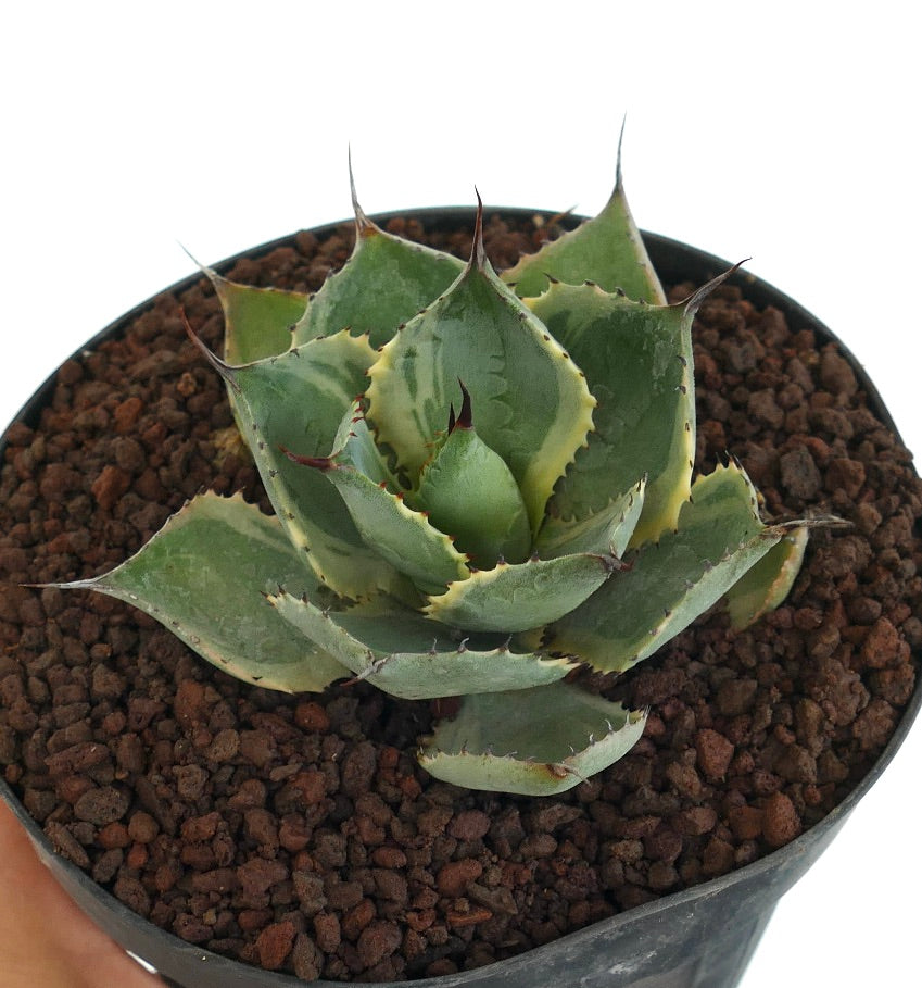 Agave isthmensis cv DELAWARE succulent with thick spiny leaves and creamy variegated edges in pot