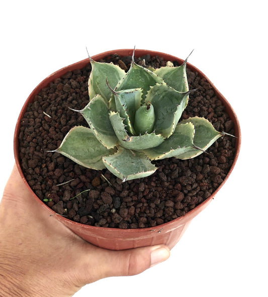 Agave isthmensis cv DELAWARE compact succulent with thick spiny leaves and creamy variegation