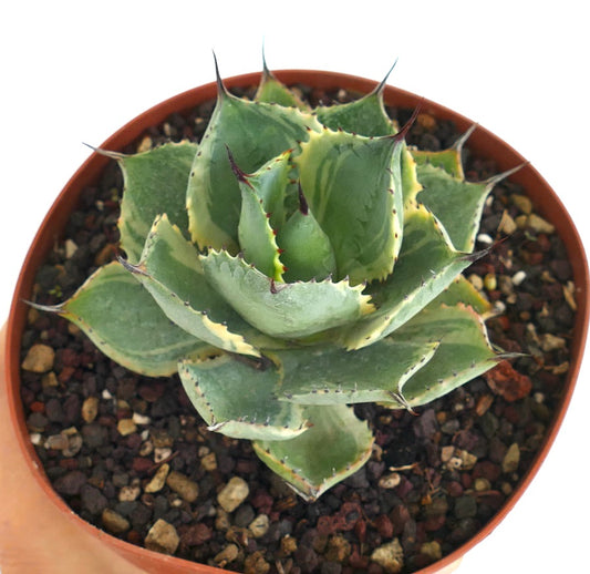 Agave isthmensis cv DELAWARE succulent with thick variegated leaves and sharp spines in pot
