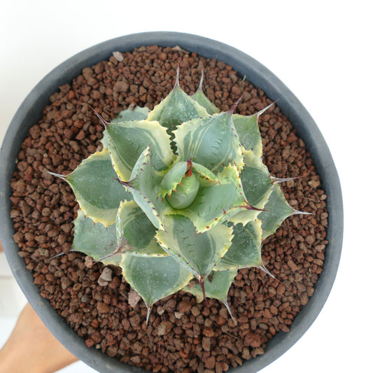 Agave isthmensis cv DELAWARE succulent with variegated leaves and sharp spines in pot
