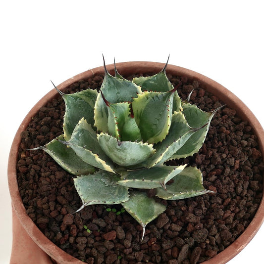 Agave isthmensis cv DELAWARE succulent with spiny variegated leaves in terracotta pot