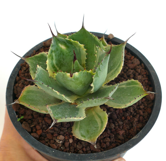 Agave isthmensis cv DELAWARE kompakte Sukkulente mit dicken, panaschierten Blättern und scharfen Dornen im Topf