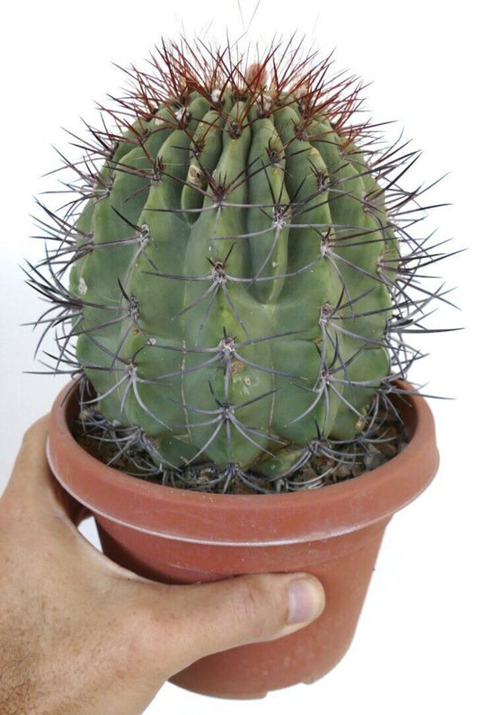 Denmoza ducis succulent cactus with prominent dark spines in terracotta pot