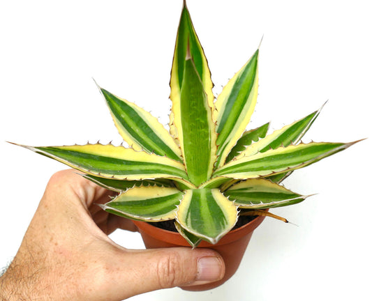 Agave lophanta quadricolor succulent with variegated green and yellow leaves and sharp spines
