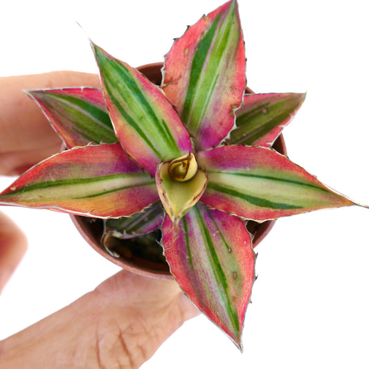 Agave lophantha "quadricolor" variegated succulent with vibrant pink and green striped leaves