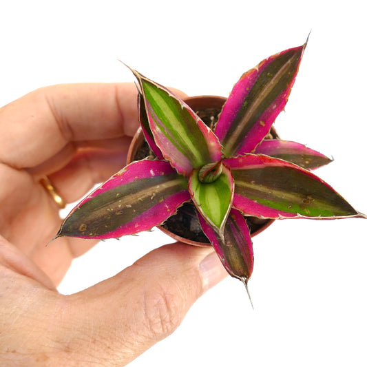 Agave lophantha quadricolor small succulent with variegated green and pink striped leaves and sharp tips