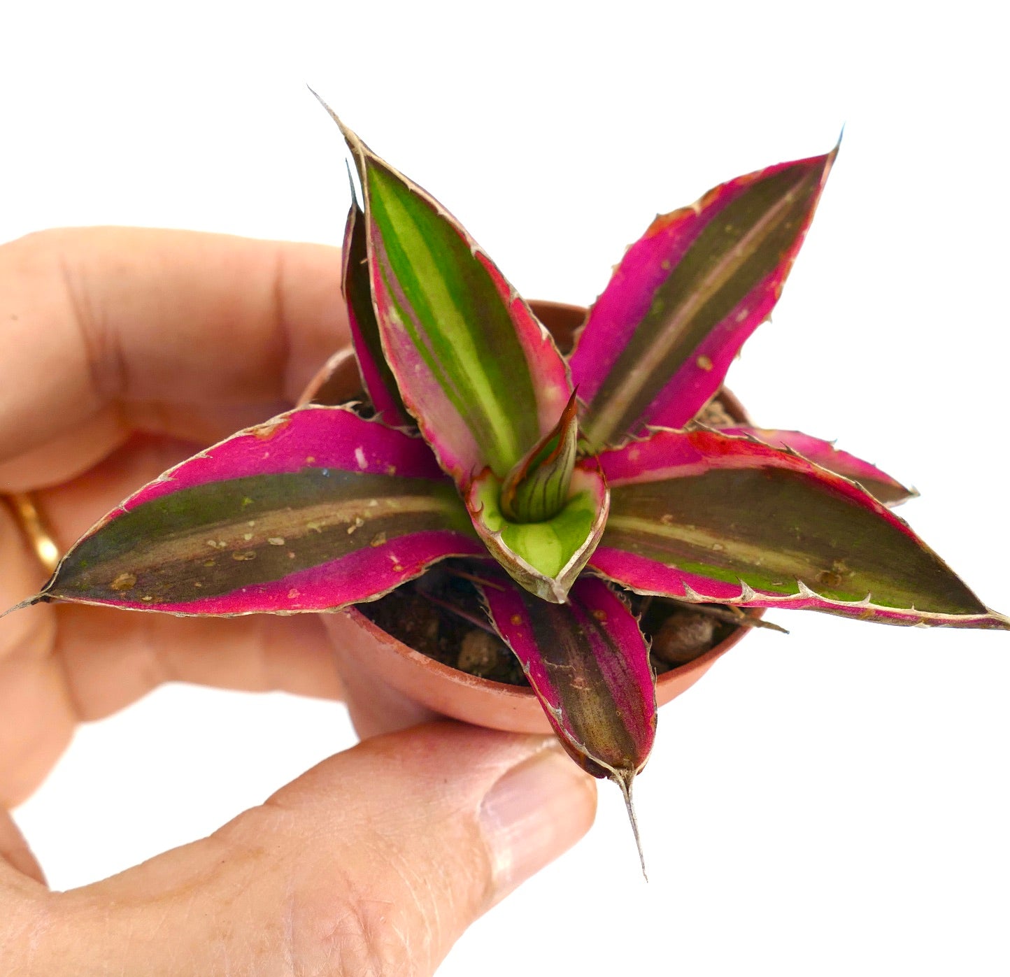 Agave lophantha quadricolor suculenta com folhas variegadas vibrantes em rosa e verde e espinhos afiadas